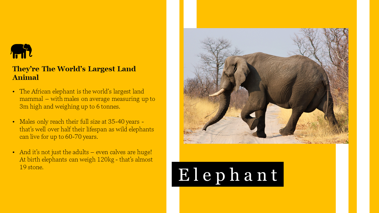 Elephant PowerPoint